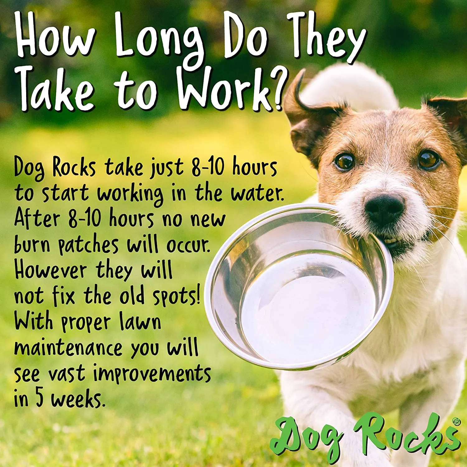 Dog Rocks - Save your Lawn