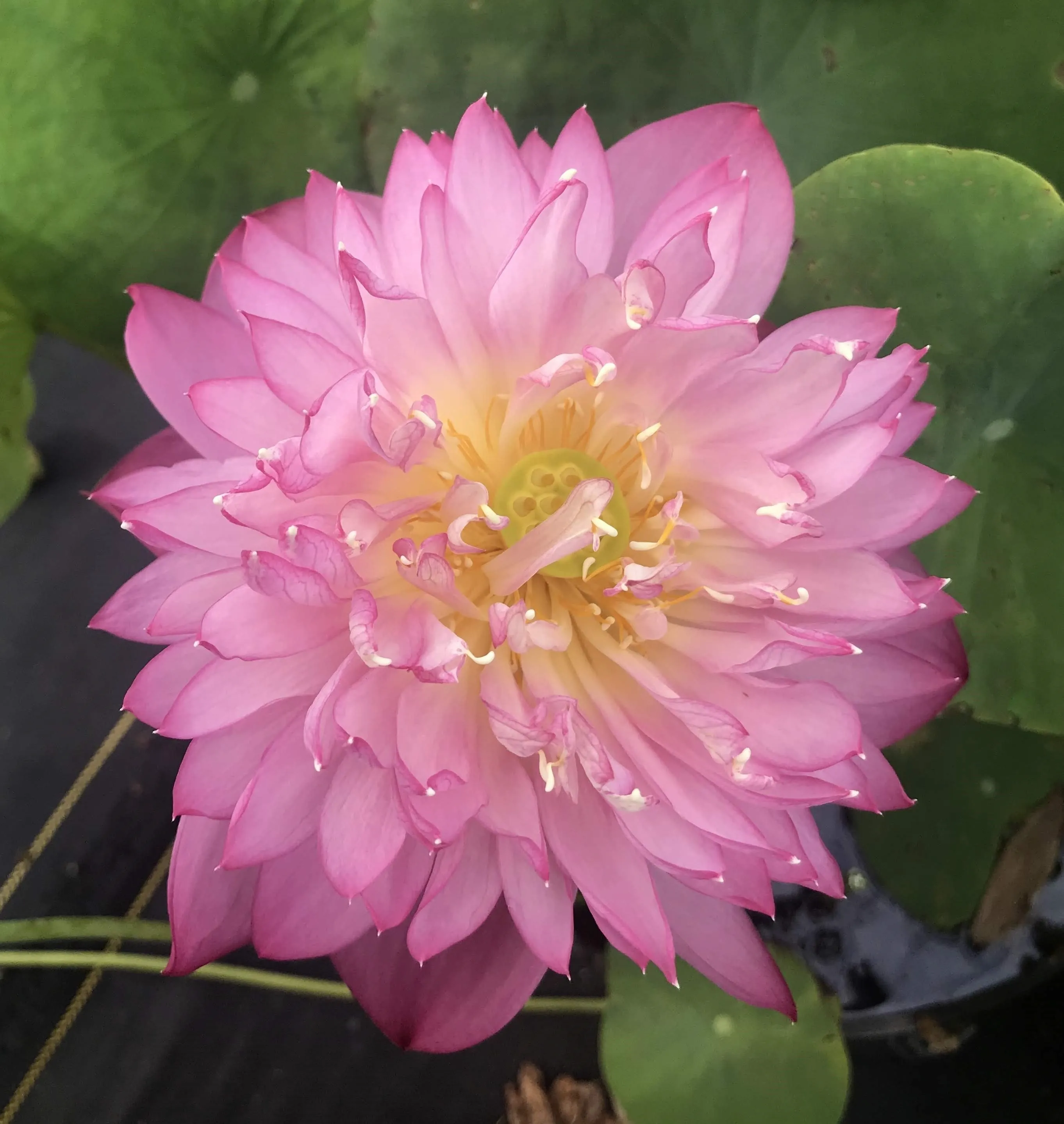 Elite Red Lotus <br> Fancy, multi-petal blooms!