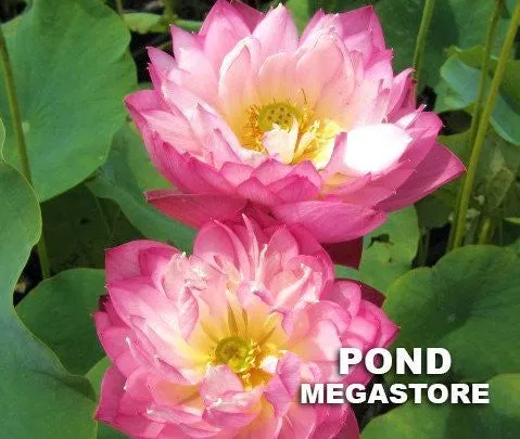 Elite Red Lotus <br> Fancy, multi-petal blooms!