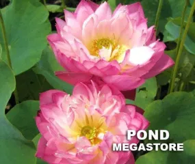 Elite Red Lotus <br> Fancy, multi-petal blooms!