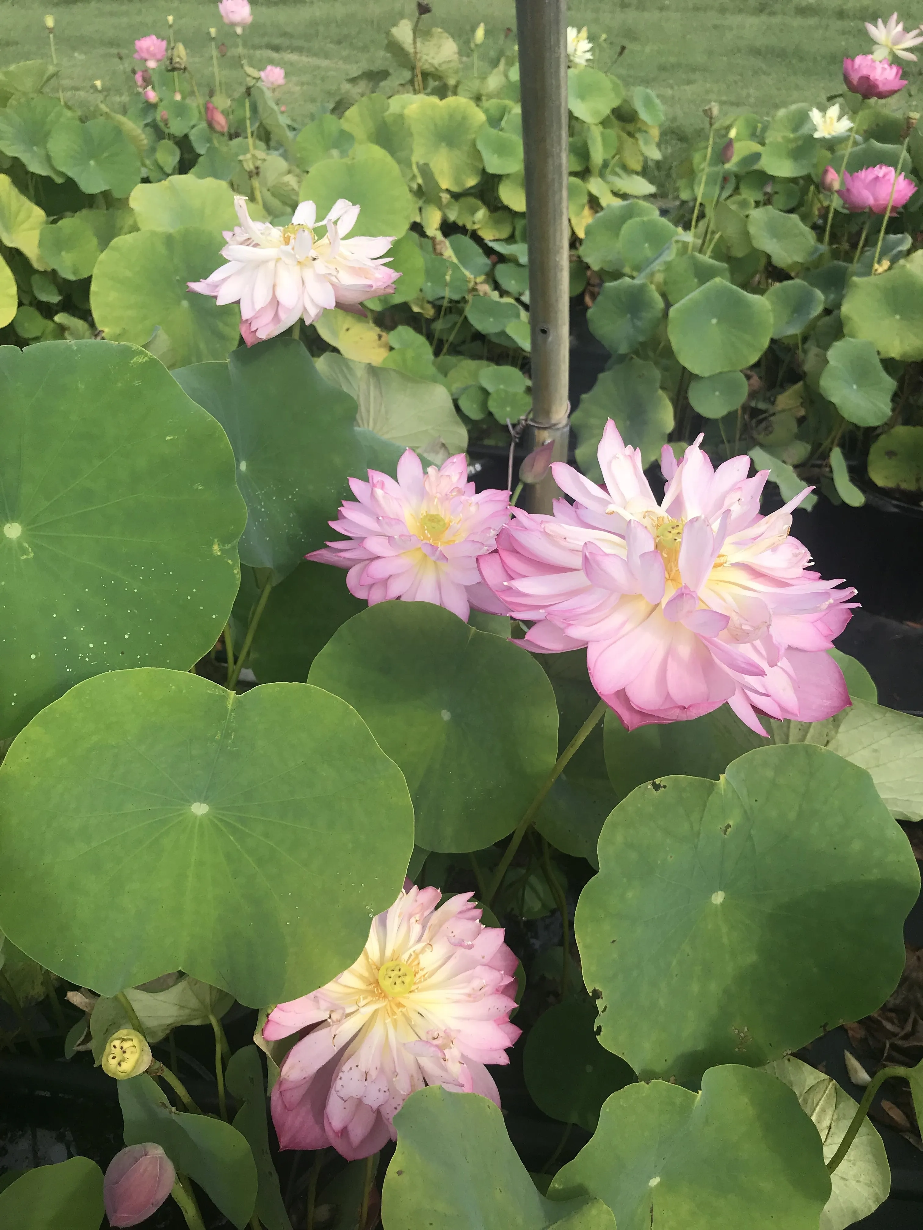Elite Red Lotus <br> Fancy, multi-petal blooms!
